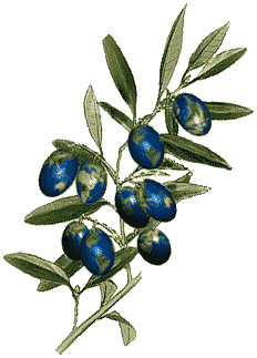 olive branch